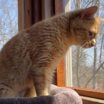 Manx and Tabby Cats Available for Adoption - Audi | PetCurious