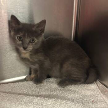 Maria Remedios del Valle -  Domestic Short Hair Cat for Adoption in Redwood City, California - Maria Remedios Del Valle | PetCurious