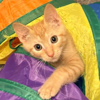 Nolan 2 -  Domestic Short Hair Cat for Adoption in Cumming, Georgia - Nolan 2 | PetCurious