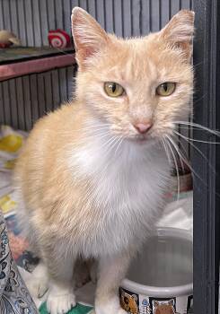 Mrs. Peabody -  Domestic Short Hair Cat for Adoption in St. Louis, Missouri - Mrs. Peabody | PetCurious