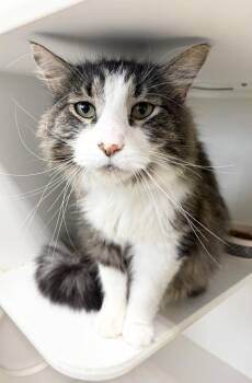 Domestic Long Hair Cats Available for Adoption in Rochester, Indiana - Albus ~ Shop Cat Possibility! Please Read My Bio! | PetCurious