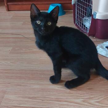 Sprite -  Domestic Short Hair Cat for Adoption in Philadelphia, Pennsylvania - Sprite | PetCurious