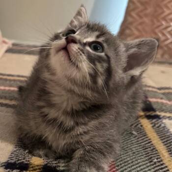 Theodore -  Domestic Short Hair Cat for Adoption in Lyle, Minnesota - Theodore | PetCurious