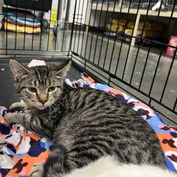 Rescue Domestic Short Hair Cats for Adoption in Idaho Falls, Idaho - Tim | PetCurious