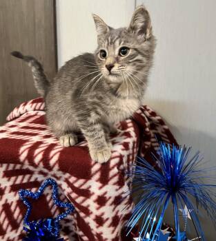 Dexter -  Domestic Short Hair Cat for Adoption in Seven Valleys, Pennsylvania - Dexter | PetCurious