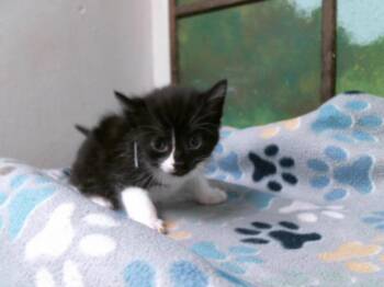 Domestic Short Hair Cats Available for Adoption in Houston, Texas - PARSLEY | PetCurious