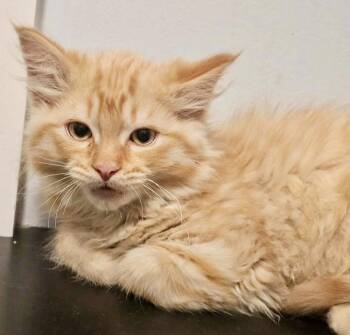 Orville -  Domestic Long Hair Cat Available for Adoption in Chicago, Illinois - Orville | PetCurious