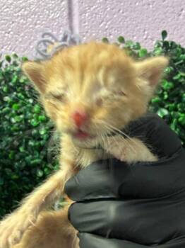 61510709 -  Domestic Medium Hair Cat for Adoption in El Paso, Texas - 61510709 | PetCurious