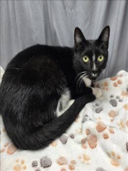 Rescue Domestic Short Hair Cats for Adoption in Grovetown, Georgia - A118504 | PetCurious