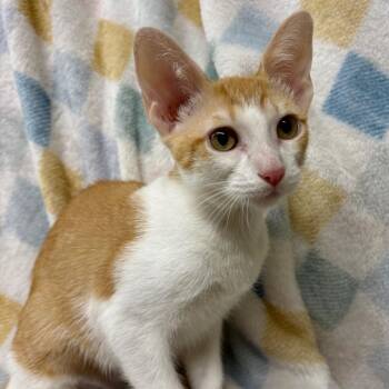 Dipper -  Domestic Short Hair Cat for Adoption in Laredo, Texas - Dipper | PetCurious