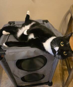 Foxy -  Domestic Short Hair and Tuxedo Cat for Adoption in Mobile, Alabama - Foxy | PetCurious