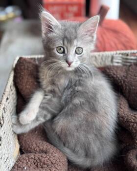 Galma -  Domestic Medium Hair Cat for Adoption in Hackensack, Minnesota - Galma | PetCurious