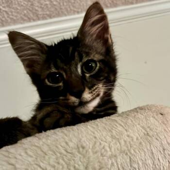 Meeko -  Domestic Medium Hair Cat for Adoption in Houston, Texas - Meeko | PetCurious