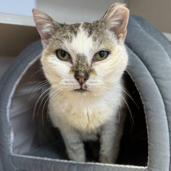 Domestic Short Hair Cats Available for Adoption - Uma | PetCurious
