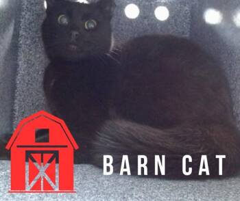Domestic Short Hair Cats Available for Adoption in Salinas, California - CLAIRE | PetCurious
