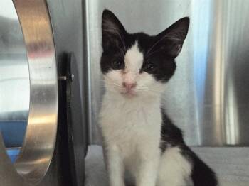 ALBERTSON -  Domestic Short Hair Cat for Adoption in Martinez, California - ALBERTSON | PetCurious