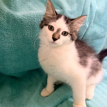 Cupcake -  Domestic Short Hair Cat for Adoption in Columbus, Georgia - Cupcake | PetCurious