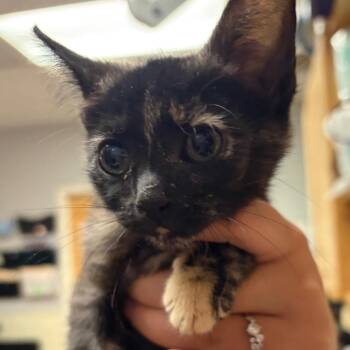 Wednesday -  Domestic Short Hair Cat for Adoption in Chattanooga, Tennessee - Wednesday | PetCurious