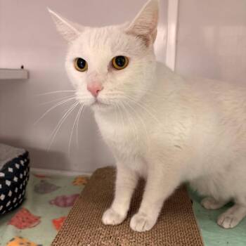 Pepper -  Domestic Short Hair Cat for Adoption in White Oak, Pennsylvania - Pepper | PetCurious