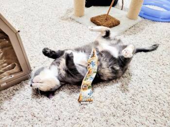 Domestic Short Hair Cats Available for Adoption - Linaria | PetCurious