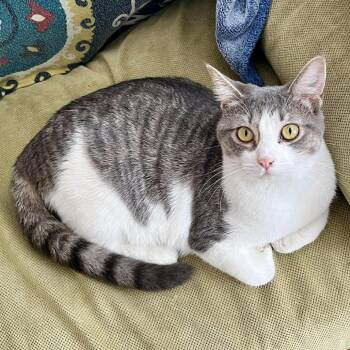 Domestic Short Hair Cats Available for Adoption - Amy | PetCurious