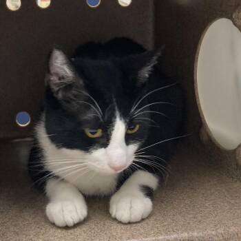 Domestic Short Hair Cats Available for Adoption - Steven Tyler | PetCurious