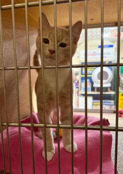 Rescue Domestic Short Hair Cats for Adoption in Lemoore, California - Victor | PetCurious