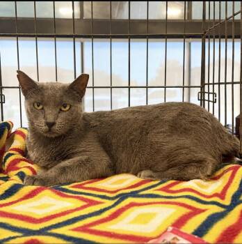 Bonnie -  Domestic Short Hair Cat for Adoption in Panama City, Florida - Bonnie | PetCurious