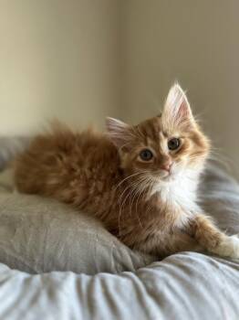 Carolina Crusher -  Domestic Long Hair Cat for Adoption in Chicago, Illinois - Carolina Crusher | PetCurious