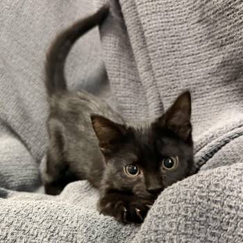 Poppy -  Domestic Short Hair Cat for Adoption in Latrobe, Pennsylvania - Poppy | PetCurious