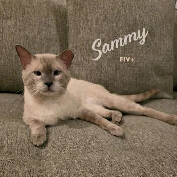 Sammy #soulful-baby-blue-eyes -  Siamese and Domestic Short Hair Cat for Adoption in Houston, Texas - Sammy #soulful-baby-blue-eyes | PetCurious