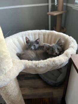 Dean -  Domestic Medium Hair and Domestic Short Hair Cat for Adoption in Visalia, California - Dean | PetCurious