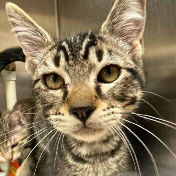 Bluegrey Carpet -  Domestic Short Hair Cat for Adoption in Walnut Creek, California - Bluegrey Carpet | PetCurious