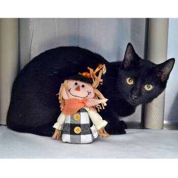 Colt -  Domestic Short Hair Cat for Adoption in Sanford, Florida - Colt | PetCurious