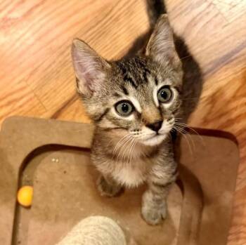 Turtle Regan -  Domestic Short Hair and Tabby Cat for Adoption in Morrison, Colorado - Turtle Regan | PetCurious