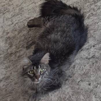 Pad -  Domestic Long Hair Cat for Adoption in Granby, Missouri - Pad | PetCurious