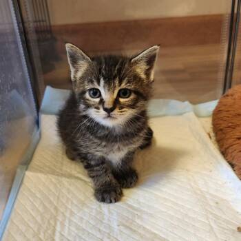 Duckie -  Domestic Medium Hair Cat Available for Adoption in Brainardsvle, New York - Duckie | PetCurious