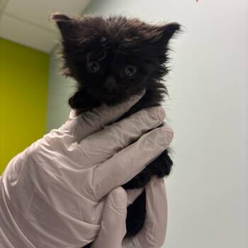 Doo -  Domestic Medium Hair Cat for Adoption in Mooresville, North Carolina - Doo | PetCurious