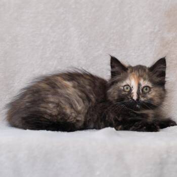 Robin -  Domestic Medium Hair Cat for Adoption in Sunnyvale, California - Robin | PetCurious