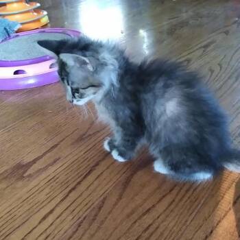 Amiga -  Domestic Short Hair Cat for Adoption in South Elgin, Illinois - Amiga | PetCurious