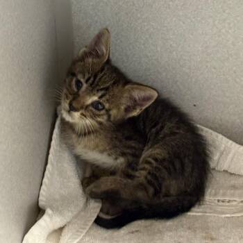 Messi -  Domestic Short Hair Cat for Adoption in Leander, Texas - Messi | PetCurious