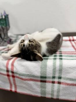 Arizona -  Domestic Short Hair Cat for Adoption in Las Vegas, Nevada - Arizona | PetCurious