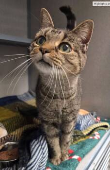 Neptune -  Domestic Short Hair Cat for Adoption in Liverpool, New York - Neptune | PetCurious