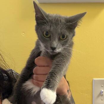 Domestic Short Hair Cats Available for Adoption in Webster, Texas - Joesphine | PetCurious