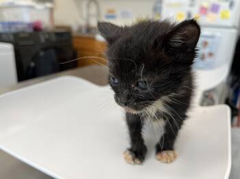Macademia -  Domestic Short Hair Cat for Adoption in Honolulu, Hawaii - Macademia | PetCurious