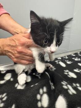 Nebula Newt -  Domestic Short Hair Cat for Adoption in Bloomington, Indiana - Nebula Newt | PetCurious
