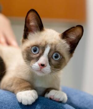 Smudge! -  Domestic Short Hair Cat Available for Adoption in Wellesley, Massachusetts - Smudge! | PetCurious