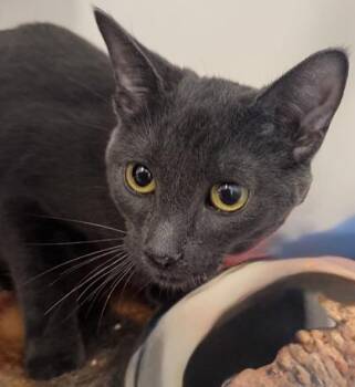 Ashy -  Domestic Short Hair Cat for Adoption in Erin, Ontario - Ashy | PetCurious