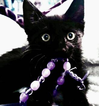 Scooter -  Domestic Medium Hair Cat for Adoption in Buhl, Idaho - Scooter | PetCurious