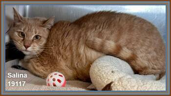 Domestic Short Hair and Tabby Cats Available for Adoption in Marietta, Georgia - SALINA | PetCurious